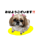 シーズー犬ちょこ（個別スタンプ：6）