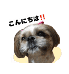 シーズー犬ちょこ（個別スタンプ：7）