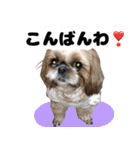 シーズー犬ちょこ（個別スタンプ：8）