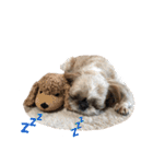 シーズー犬ちょこ（個別スタンプ：9）
