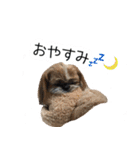 シーズー犬ちょこ（個別スタンプ：10）