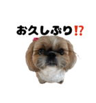 シーズー犬ちょこ（個別スタンプ：11）