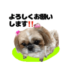 シーズー犬ちょこ（個別スタンプ：12）