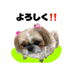 シーズー犬ちょこ（個別スタンプ：13）