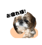 シーズー犬ちょこ（個別スタンプ：14）