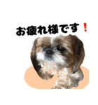 シーズー犬ちょこ（個別スタンプ：15）