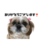 シーズー犬ちょこ（個別スタンプ：16）