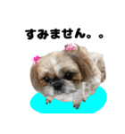 シーズー犬ちょこ（個別スタンプ：18）