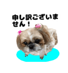 シーズー犬ちょこ（個別スタンプ：19）