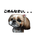 シーズー犬ちょこ（個別スタンプ：20）