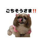 シーズー犬ちょこ（個別スタンプ：21）