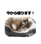 シーズー犬ちょこ（個別スタンプ：22）