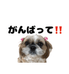 シーズー犬ちょこ（個別スタンプ：23）