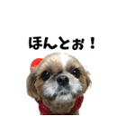 シーズー犬ちょこ（個別スタンプ：25）