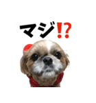 シーズー犬ちょこ（個別スタンプ：26）