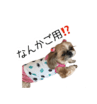 シーズー犬ちょこ（個別スタンプ：27）