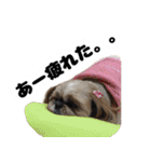 シーズー犬ちょこ（個別スタンプ：28）