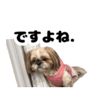シーズー犬ちょこ（個別スタンプ：29）