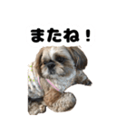 シーズー犬ちょこ（個別スタンプ：30）