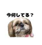 シーズー犬ちょこ（個別スタンプ：31）