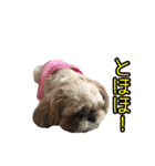 シーズー犬ちょこ（個別スタンプ：32）