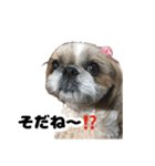 シーズー犬ちょこ（個別スタンプ：33）