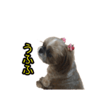 シーズー犬ちょこ（個別スタンプ：34）
