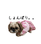 シーズー犬ちょこ（個別スタンプ：35）