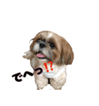 シーズー犬ちょこ（個別スタンプ：36）