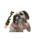シーズー犬ちょこ（個別スタンプ：38）