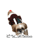 シーズー犬ちょこ（個別スタンプ：39）