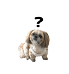 シーズー犬ちょこ（個別スタンプ：40）