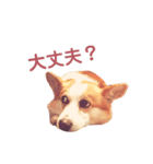 こうちゃんスタンプNo.1（個別スタンプ：6）