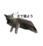 猫のゆめちゃん（個別スタンプ：1）