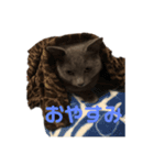 猫のゆめちゃん（個別スタンプ：3）