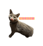 猫のゆめちゃん（個別スタンプ：4）