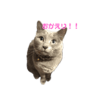 猫のゆめちゃん（個別スタンプ：5）