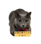 猫のゆめちゃん（個別スタンプ：8）