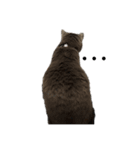 猫のゆめちゃん（個別スタンプ：11）