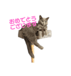 猫のゆめちゃん（個別スタンプ：14）