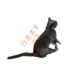 猫のゆめちゃん（個別スタンプ：15）