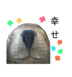 ゆかいな動物さん（個別スタンプ：7）