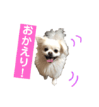 ゴンとカシュー40個（個別スタンプ：2）