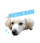 ゴンとカシュー40個（個別スタンプ：14）