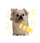 ゴンとカシュー40個（個別スタンプ：16）