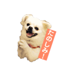 ゴンとカシュー40個（個別スタンプ：24）