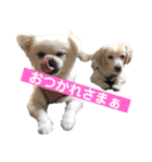 ゴンとカシュー40個（個別スタンプ：25）