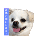 ゴンとカシュー40個（個別スタンプ：30）