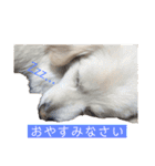 ゴンとカシュー40個（個別スタンプ：32）