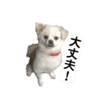 ゴンとカシュー40個（個別スタンプ：33）